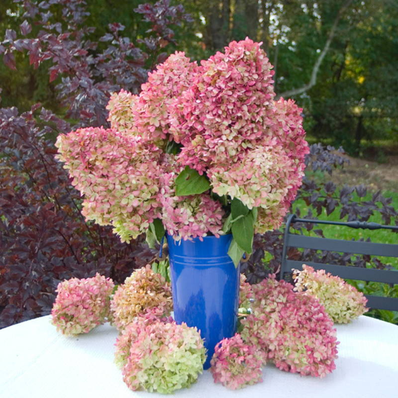 Cut panicle hydrangea flowers drying in a blue vase